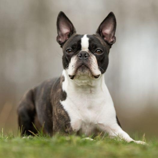 Boston terrier with other hot sale dogs